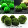 Quả cầu rêu, tảo cầu - Moss Ball (Nhật Bản) - anh 1