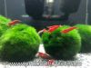 Quả cầu rêu, tảo cầu - Moss Ball (Nhật Bản) - anh 2