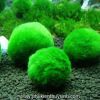 Quả cầu rêu, tảo cầu - Moss Ball (Nhật Bản) - anh 3