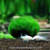 Quả cầu rêu, tảo cầu - Moss Ball (Nhật Bản) - anh 4