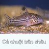 Cá chuột trân châu - Rainbow sharkminnow - anh 1