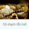 Cá Chạch Rắn Culi - Coolie loach - Kuhli loach - anh 1