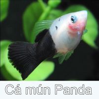 Cá mún Panda