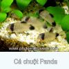 Cá chuột Panda - Rainbow sharkminnow - anh 3