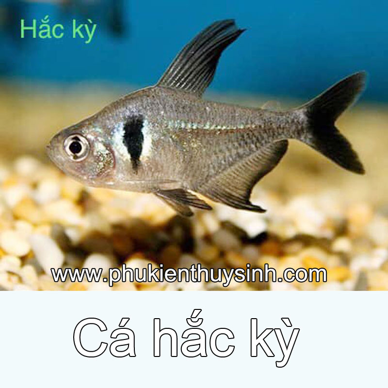 Cá hắc kỳ - Hyphessobrycon Megalopteus Cá hắc kỳ - Hyphessobrycon Megalopteus