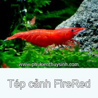 Tép cảnh FireRed