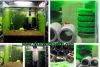 Mầm tảo taiwan, mầm tảo sula - anh 10