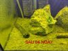 Mầm tảo taiwan, mầm tảo sula - anh 7