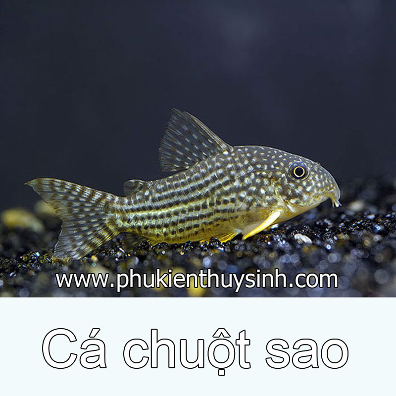 Cá chuột sao Cá chuột sao