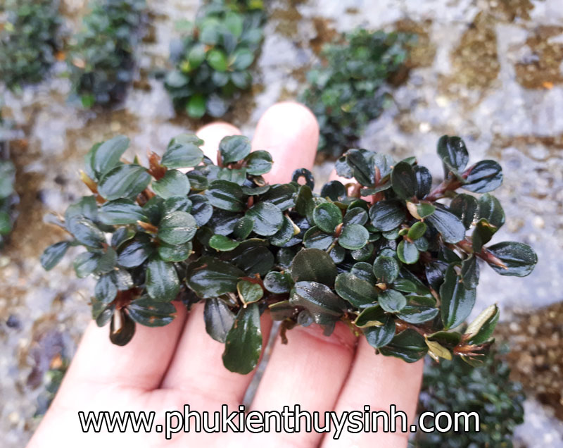 Bucephalandra (miếng L) Bucephalandra (miếng L)