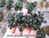 Bucephalandra (miếng L) - anh 1 Bucephalandra (miếng L) - anh 1