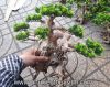 Lũa bonsai gắn cây giả - anh 7
