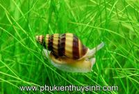 Các loại ốc nuôi trong hồ thủy sinh