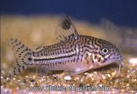 Các loài cá chuột dọn bể nuôi trong hồ cá thủy sinh