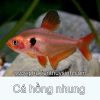 Cá hồng nhung - Hyponssobrycon Callistusn - anh 1