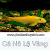 Cá nô lệ - cá bống vàng - anh 1
