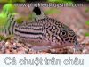 Cá chuột trân châu - Rainbow sharkminnow - anh 2