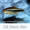 Cá Neon đen - anh 1