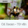 Cá tứ vân - cá xecan - anh 1
