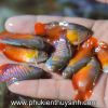 Cá sặc gấm - Trichogaster lalius - anh 2