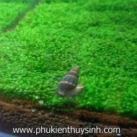 Rêu Minifiss lá nước trải nền