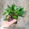 Liễu mini - anh 1