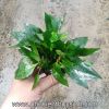 Liễu mini - anh 4