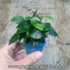 Trầu bà nhỏ - Anubias - anh 1