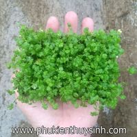 Rau má hương hộp lớn