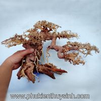 Lũa bonsai size số 3