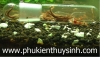 Bẫy sán thủy tinh 2 lỗ - anh 4