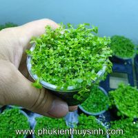 Trân châu ngọc trai