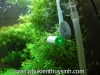 Cục sủi CO2 Up-aqua - anh 2