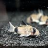 Cá chuột Panda - Rainbow sharkminnow - anh 1