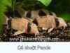 Cá chuột Panda - Rainbow sharkminnow - anh 2