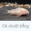 Cá chuột trắng mắt đỏ - anh 1