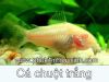 Cá chuột trắng mắt đỏ - anh 2