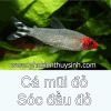 Cá mũi đỏ - anh 2