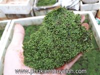 Rêu Minifiss trải nền 12k/tấc