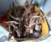 Lũa linh sam - anh 2