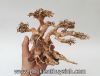 Lũa bonsai size số 1 - anh 1