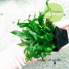 Dương xỉ mỹ nhân - anh 2