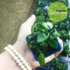 Trầu bà nana - Anubias nana \