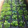 Trầu bà nana - Anubias nana \