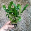 Trầu bà Thái lá dài - anh 4