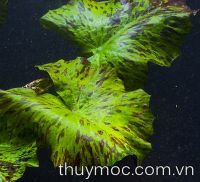 Súng xác pháo xanh