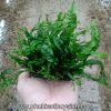 Dương Xỉ Sừng Hươu - anh 2