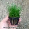 Ngưu mao chiên lùn xòe -  Eleocharis Acicularis - anh 1