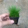 Ngưu mao chiên lùn xòe -  Eleocharis Acicularis - anh 2