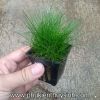 Ngưu mao chiên lùn xòe -  Eleocharis Acicularis - anh 3
